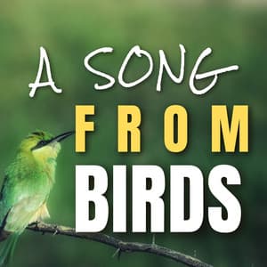 A song from Birds - Bird Songs