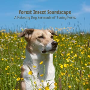 Forest Insect Soundscape: A Relaxing Dog Serenade of Tuning Forks - Nature Orchestra