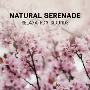 Natural Serenade – Relaxation Sounds, Gentle Meditation, Healing Music for Peace & Harmony, Spiritual Experience - Awesome Nature Sounds Ensemble