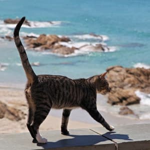 Refrain of Oceanic Catnap Harmony Hues: Music for Stress Relief - Every Day Is a Rainy Day