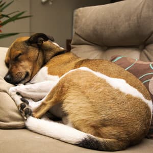 Doggie Dreamscape: Jazz Piano Lullabies for Rest - Dog Music Waves