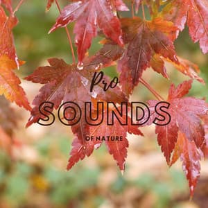 Rhythm of Rain Drips - Pro Sounds of Nature