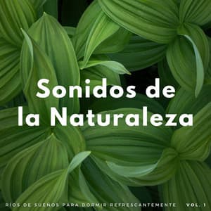 Sonidos De La Naturaleza: Ríos De Sueños Para Dormir Refrescantemente - Sonido del río para dormir