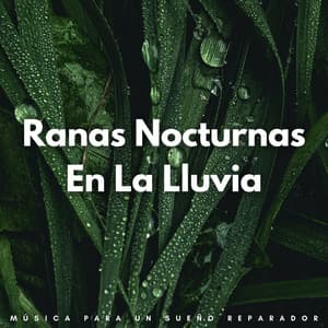 Ranas Nocturnas En La Lluvia: Música Para Un Sueño Reparador - Lluvia Soundzzz Club