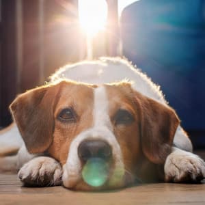 Sonidos Relajantes Para El Cuidado De Perros - Sonidos de la Naturaleza Música de la Naturaleza