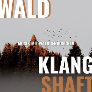 Wald Klanglandschaft - Musik mit Waldgeräuschen zum Entspannen und Einschlafen - BioFeed