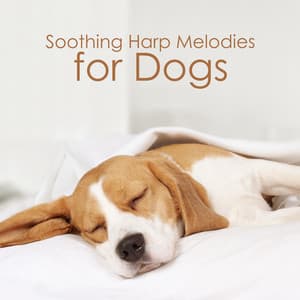 Soothing Harp Melodies for Dogs: Canine Sleep, Doggy Relaxation, Soft Serenades, Peaceful Zone - Calm Pets Music Academy