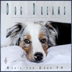 Dog Dreams: Calming Music for Dogs with Anxiety, Dog Sleep - Dog Music Dreams
