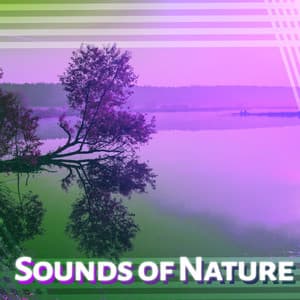 Sounds of Nature – Music for Relaxation, Calming Melodies, Birds Singing, Sounds of Forest - Relaxing Sounds Of Nature