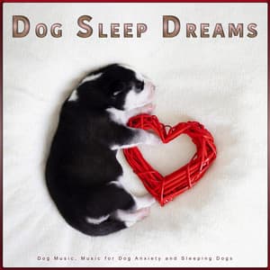 Dog Sleep Dreams: Dog Music, Music for Dog Anxiety and Sleeping Dogs - Dog Sleep Dreams