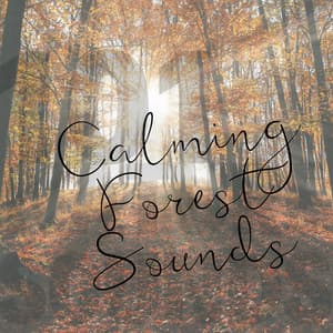 Calming Forest Sounds - 101 Nature Sounds