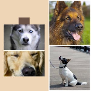 Smooth Jazz Chill Out - Ambiance for Sleeping Dog - Sleeptime for Dogs