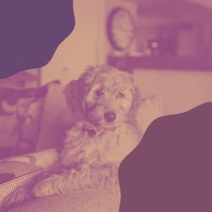 Music for Cute Dogs - Music For Your Dog