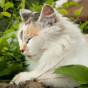 Binaural Rain Purr-spectives: Cat Dreamland Delight - Binaural Shapers