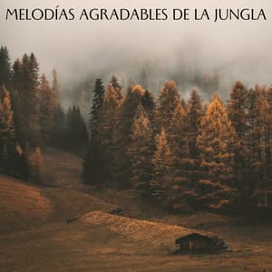 Melodías Agradables De La Jungla - Sonidos de la jungla