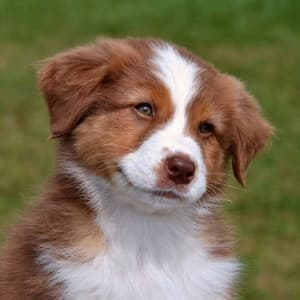 Background Music for Kind Puppies - Music For Dogs