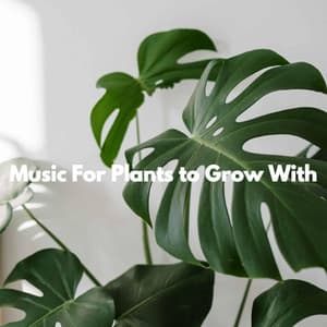 Music For Plants to Grow With - Classic Bosas Nova Radio
