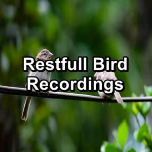 Restfull Bird Recordings - Nature Bird Sounds