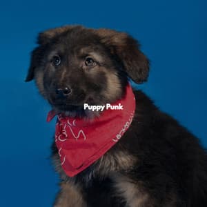 Puppy Punk - Jazz Lounge Bar Radio