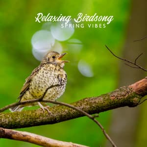 Relaxing Birdsong - Spring Vibes, Great Mood, Happiness - Natural Healing Music Zone