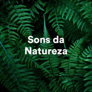 Sons da Natureza - Som Da Chuva