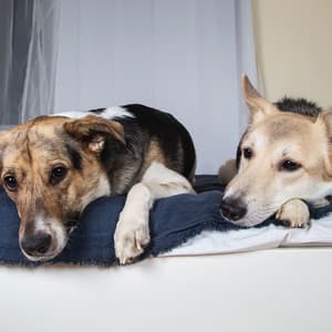 Lounge Pet Melodies: Jazz Vibes for Calming Pets - Chill Out Jazz Radio