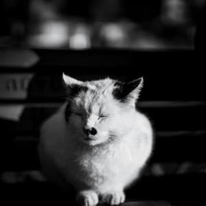 10 PM Dreams: Starry Gazes - Calm Music