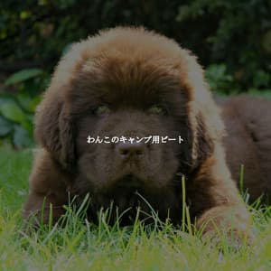 わんこのキャンプ用ビート - Smooth Dinner Jazz Group