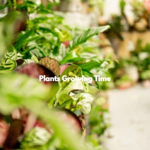 Plants Growing Time - Jazz Office