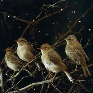 Gentle Binaural Birds: Soothing Sounds for Deep Meditation - Nature Insight