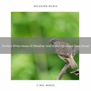 Perfect White Noise Of Weather And Water For Good Deep Sleep - The Noise Project
