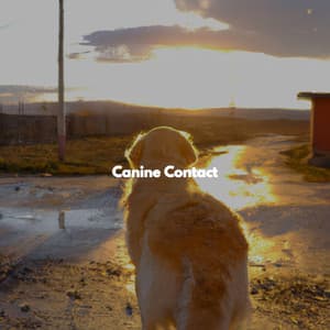Canine Contact - Coffee Lounge Jazz Band Chill Out