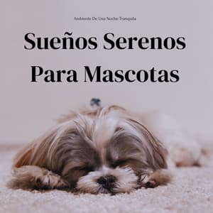 Ambiente De Una Noche Tranquila: Sueños Serenos Para Mascotas - Ecos Débiles
