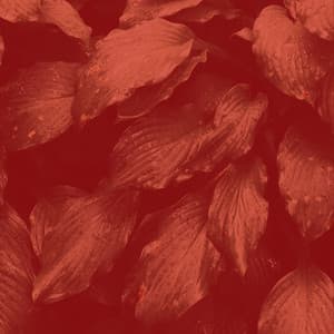 Spa Music - Background for Morning Yoga - Yoga Music Play List