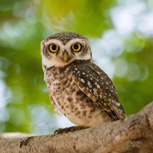 Serene Bird Chattering - Nature And Bird Sounds