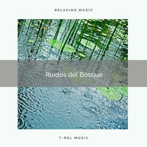 1 Ruidos del Bosque - Sonidos de la Naturaleza para Dormir