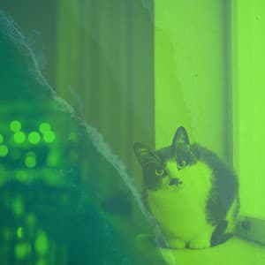 Ambiance for Funny Kitten - Calm Music for Cats