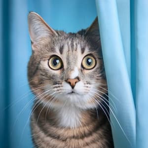 Gracia Felina: Melodías Con Música De Guitarra Para Gatos - Guitarras Flamencas