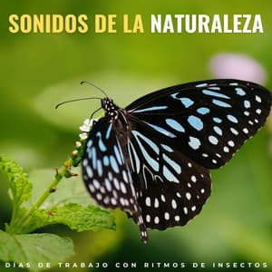 Sonidos De La Naturaleza: Días De Trabajo Con Ritmos De Insectos - Naturaleza registrada