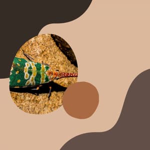 Music - Self Care Days - Lunch Time Music