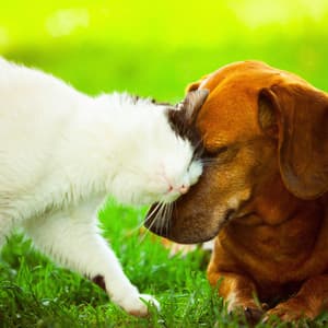 Nature Paws: Rain Sounds and Binaural Bliss for Pets - Binaural Beats MT