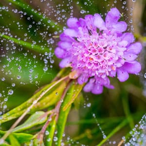 Rhythms of Rainy Clarity: Relaxing Music Rainfall Oasis - Smoothe Sounds