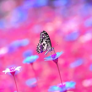 Mind-blowing Ambiance for Thoughtful Time - Vancouver Jazz Band