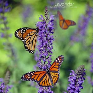 Lavender - Spa Scents Meditation Sounds