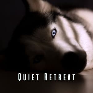 Quiet Retreat: Serene Melodies for Pet Meditation - Harmony for Pets