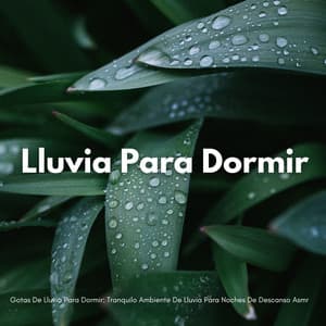 Gotas De Lluvia Para Dormir: Tranquilo Ambiente De Lluvia Para Noches De Descanso Asmr - Lluvia Suena Dormir