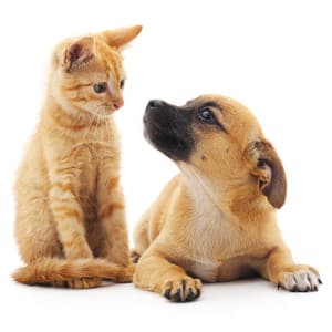 Harmony in Whispers: Peaceful White Noise for Pets - Loopable White Noise