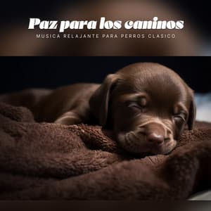 Paz para los caninos - Musica Relajante para Perros Clasico