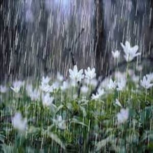 Gentle Rain Showers and Angry Thunderstorms - Focusity
