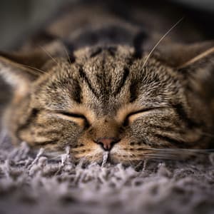 Calming Music for Cats: Gentle Tunes for Comfort - Binary Eternity